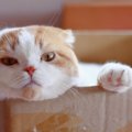 猫用品を通販できるおすすめ店６選！人気グッズもご紹介