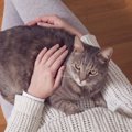 猫の『行動診療科』って知ってる？利用すべき2つのタイミング