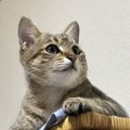 猫が嬉しいときの仕草や行動５つ