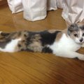 脳障害と言われて里親になった猫は盲目だった