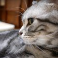 だいすきなパパの誘いを無視するほど猫ちゃんが嫌いな"あれ"…