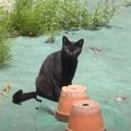 人間を見ても逃げない『庭に遊びに来る黒猫』を保護した結果…驚きのハプニ…