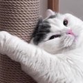 ポール型の爪とぎを猫にあげたら、『予想外の使い方』をして…可愛すぎ…