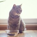 猫に水を飲んでもらう為にできる3つの対策