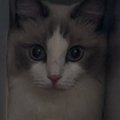 狭い隙間に入っていた猫→知らずに『扉を閉めてしまった』結果…可愛すぎる…