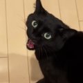 パパのもとにやってきた黒猫→怒っているかと思いきや…とんでもなく尊い『…