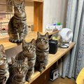 むしろうらやましいかも！？6匹の猫たちによる圧強めの『ネコハラ』に…