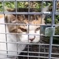 『罠にかかった猫』を発見→近づいてみたら…人間の言葉にしか聞こえない『…