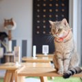 猫カフェの値段の相場は？子猫、保護猫などもいる有名店の値段まとめ