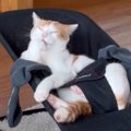 「使いこなしてるｗｗｗ」バウンサーの上で『くつろいでいた猫』を見…