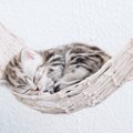 猫が「幸せだな～」と思う生活環境の条件4つ