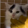 怖がりな保護子猫を懸命にお世話した結果…まさかの変化に『泣ける』と…