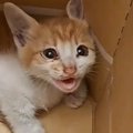 夫婦でドライブ中に『子猫の助けを求めるような声』→引き返して探した結果…