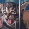「だめだわろたｗ」ケージから出たくて必死にアピールする子猫を見ていた…