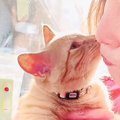 『保護した子猫が白血病』診断されて数年後…諦めない心が起こした『逆…