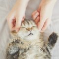 愛猫も「肩がこっている」って本当？5つの原因や解消法もご紹介