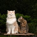 『大型猫種』と『小型猫種』の“違うところ”3選　それぞれの特徴や飼育…