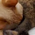 同居猫のおしりの匂いを嗅いで『クサそうな表情を見せた猫』→次の瞬間…