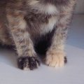 動物病院に『保護した子猫』を連れて行ったら…思わず笑ってしまう『先…