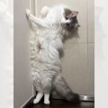 「壁ドンで起立！？」力まない直立猫に驚愕…無重力キャットの正体に迫…