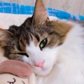 Laylaの１２猫占い 11/4～11/10までのあなたと猫ちゃんの運勢