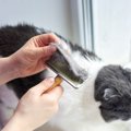 抜け毛が悩ましい猫の『換毛期』を上手に乗り切るための対策3選　こまめな…