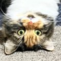 飼い主『２度見しちゃったよｗｗ』→ハンモックにいる猫を見てみたら……