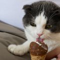 【命に関わる！】猫にとって危険な食べ物４つ