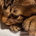 8畳もある部屋で暮らす猫たち→ゆったり過ごしていると思ったら…予想外の『…