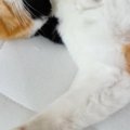 仰向けの状態で『熟睡していた三毛猫』→顔を見たら……思わず笑みがこぼれる…