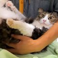シャンプーとドライヤーをされる元野良ネコ→暴れるかと思ったら…『まるで…