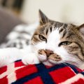 猫が『素っ気ないとき』に考えられる原因4つ！機嫌を直してもらう方法…