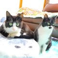 特大アザラシクッションを猫たちにあげた結果→翌日の様子を見てみると…想…