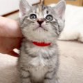 ご飯を食べた赤ちゃん猫…『ごちそうさまの報告』が天使すぎると40万再…