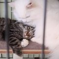 トライアル中の猫→ケージを開けて3日目、先住猫と…想像もしていなかった『…