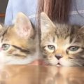 ご飯を待ちきれない『2匹の子猫』→机の下からひょっこりと顔を出すと……