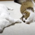 シンクロする親子猫ちゃん？そっくりな姿に癒される♡