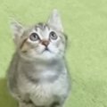 高いところにある飼い主の手を見つめる子猫→ジャンプすると…ほっこりする…