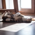 猫の『おなら』がいつもより臭い時に考えられること4つ