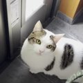 首輪でピタッ！猫ちゃんのお散歩コール♪