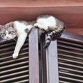 あるある！猫のおっちょこちょいな行動９選