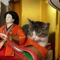 『こちらひな壇…お猫さまに占拠されています...』ひにゃ壇で寛いでる…