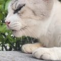 ほとんど動けない状態だった『ガリガリのシニア猫』を保護したら…涙あふれ…