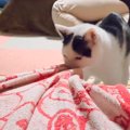 寝ようとしたら、猫がやって来て…次の瞬間→思わず笑っちゃう『まさか…