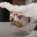 突然の足洗い！猫ちゃんのペロペロタイムスタート♪