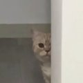 こっそり飼い主を見つめていた猫→目が合った瞬間に見せた『可愛すぎる行動…