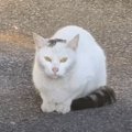 必死にご飯を探していた『ガリガリの野良猫』との出会いから約２年…大きく…