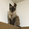 愛猫や外猫を魅力的に撮る７つのポイント