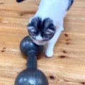 床に８キロのダンベルを置いていたら、子猫が近づいて…次の瞬間見せた…