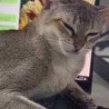 PC作業中、猫がキーボードの上に乗ってきた結果…あまりにも『仕事にならな…
